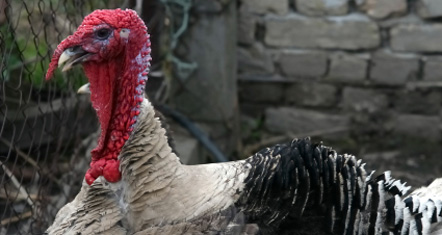 turkey-farming